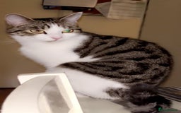 European cats for sale: Beautiful European Shorthair  - Image 2