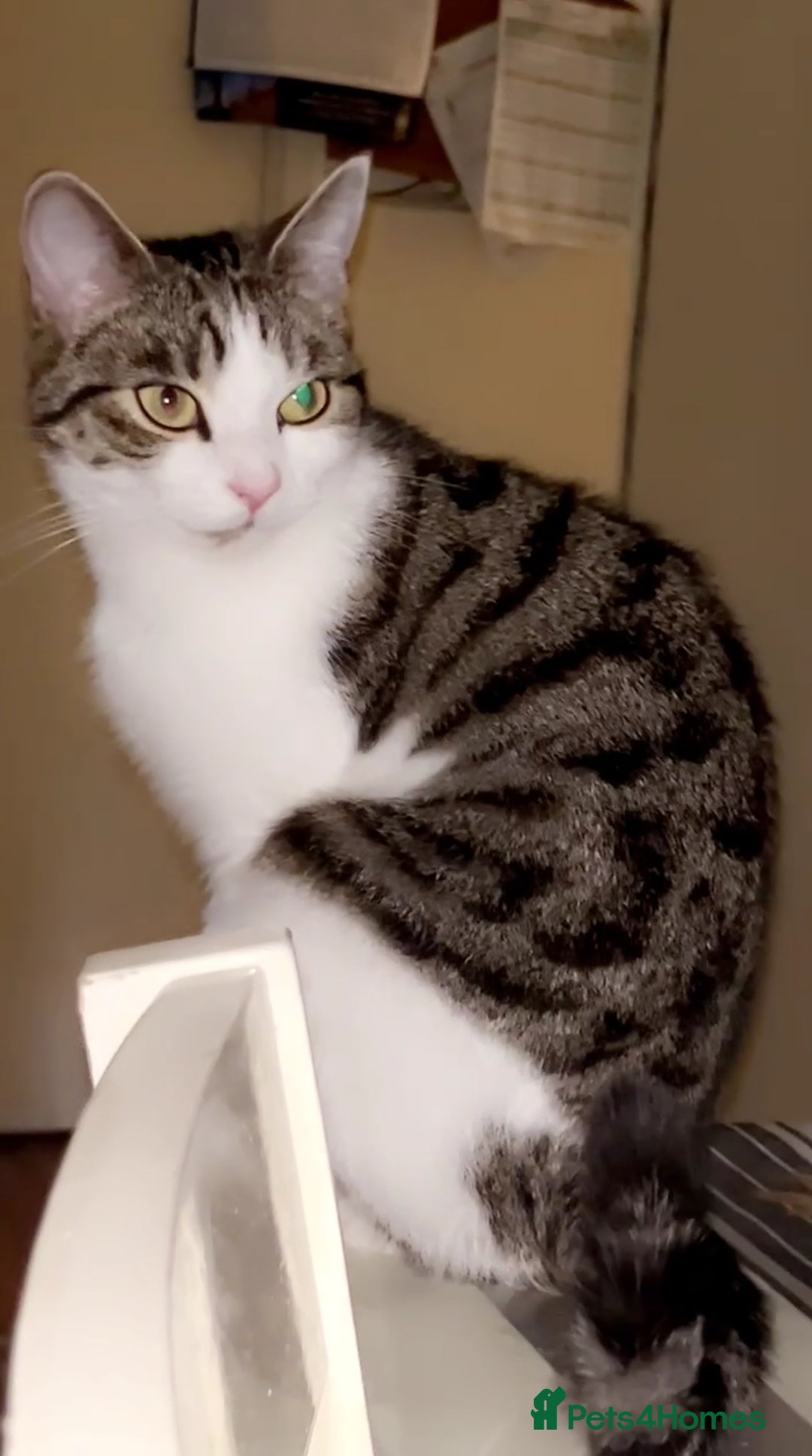 European cats for sale: Beautiful European Shorthair  - Image 2