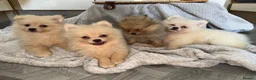 Pomeranian dogs for sale: Pomeranian Puppies  - Advert 11