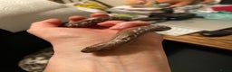 Boa Snake reptiles for sale: Female & male Kenyan Sand Boas - Advert 2