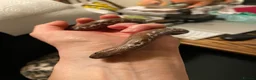 Boa Snake reptiles for sale: Female Kenyan Sand Boa for sale - Advert 2
