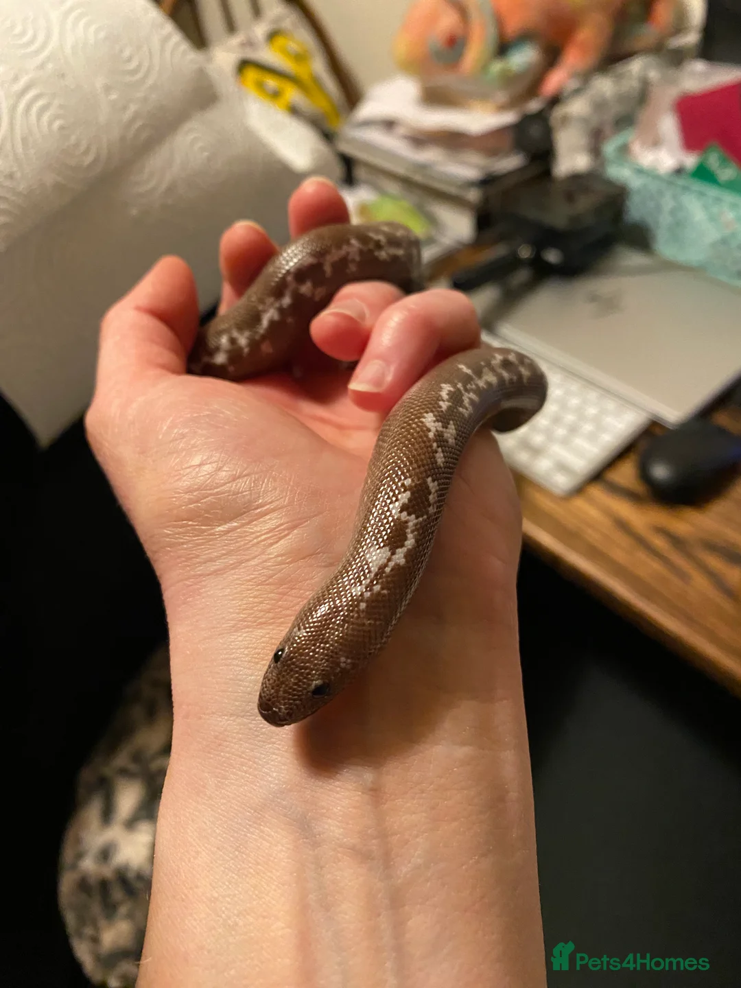 Boa Snake reptiles for sale: Female Kenyan Sand Boa for sale - Advert 2