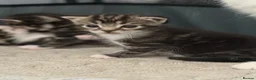 Domestic Shorthair cats for sale: Kittens - Advert 7
