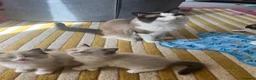 Ragdoll cats for sale: Ragdoll babies  - Advert 8