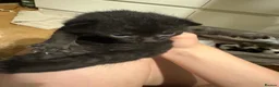 Domestic Shorthair cats for sale: Kittens for sale  - Advert 18