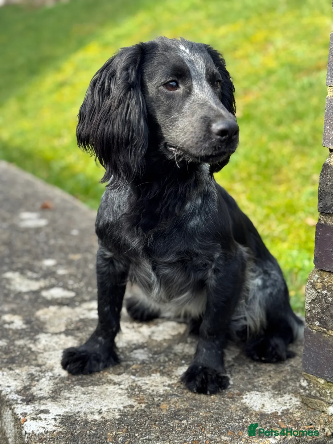 Cocker Spaniel dogs for stud: Blue Roan working cocker  - Advert 2