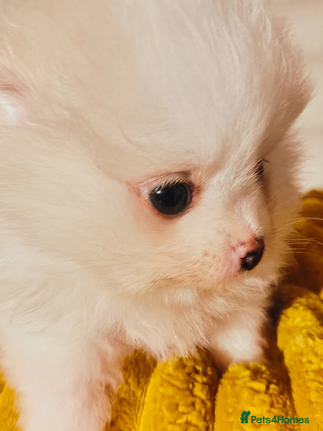 Pomeranian dogs for sale: 1 girl left - white/cream KC Pomeranian puppies  - Advert 27