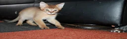 Chausie cats for sale: CHAUSIE F6  - Advert 5