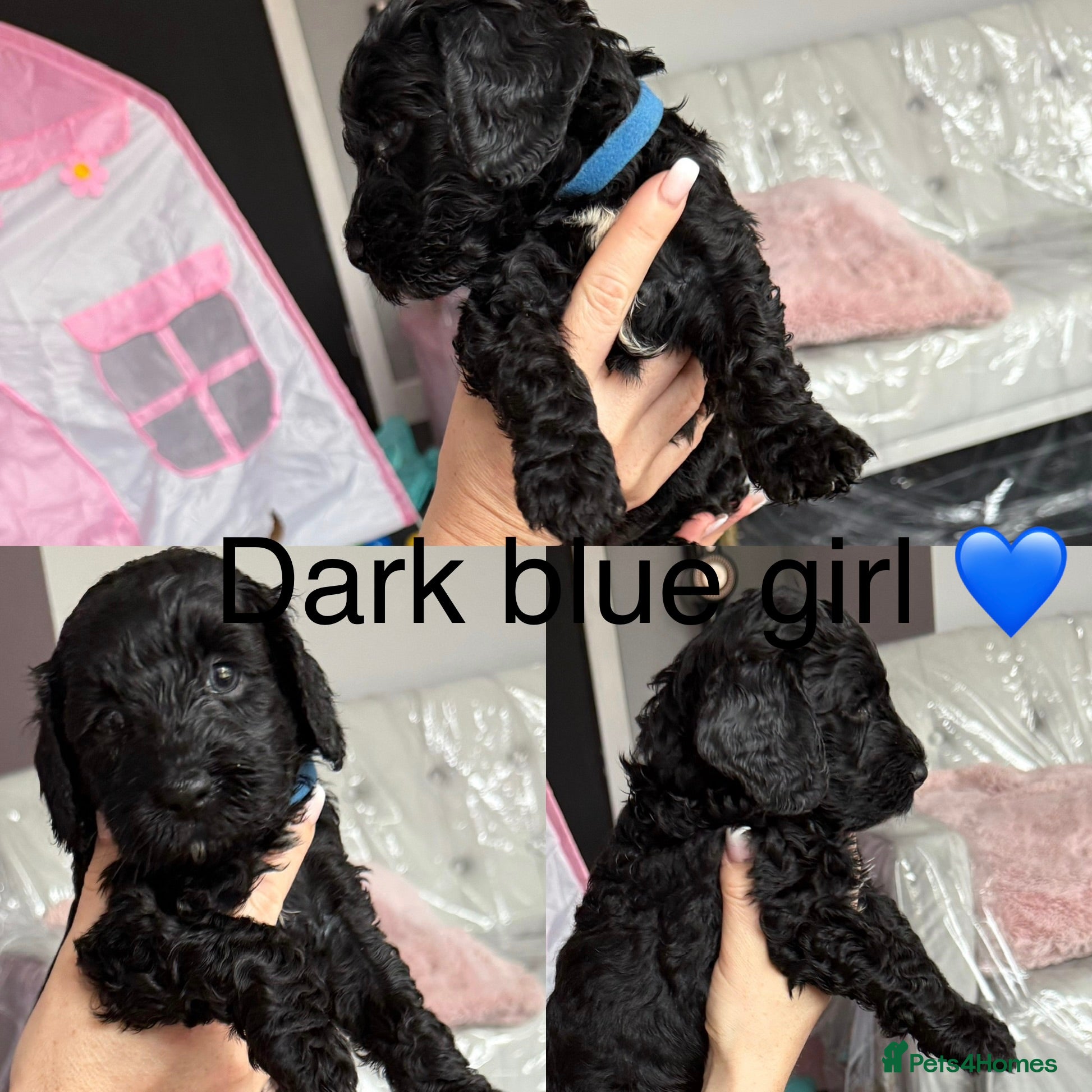 Cockapoo dogs Beautiful cockapoo puppies  - Advert 2