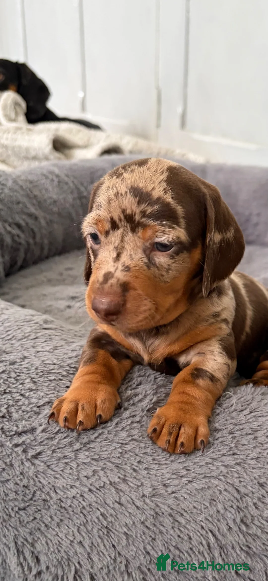 Dachshund dogs for sale: Dachsund Dapple puppies  - Advert 6