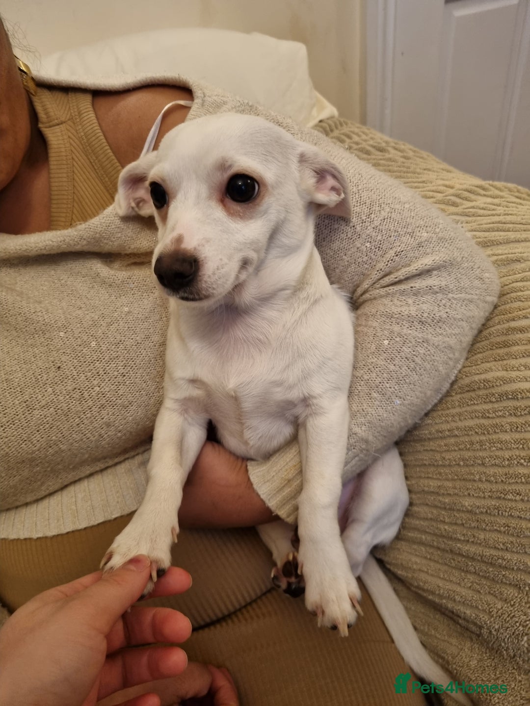 Mixed Breed dogs for sale: Chihuahua mix breed - Advert 4