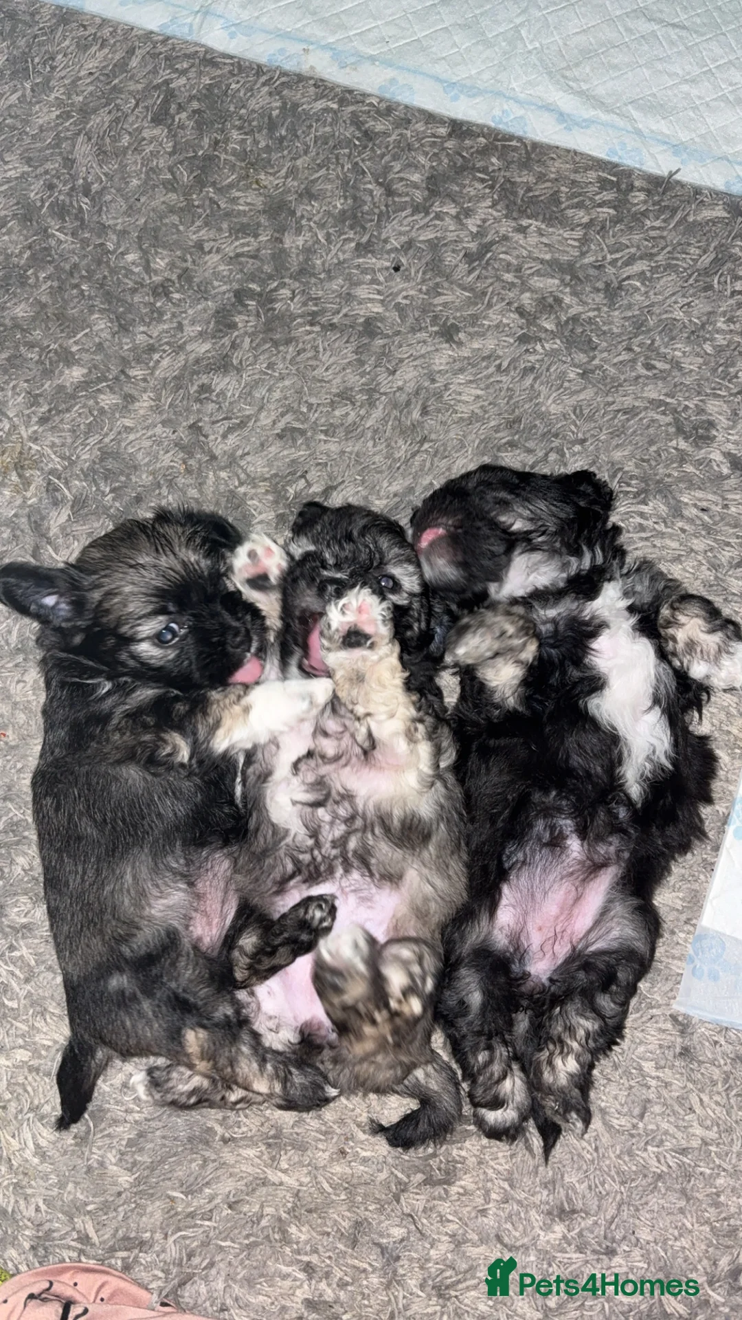 Mixed Breed dogs for sale: Stunning Chinese Crested X Shih Tzu - Advert 6