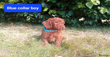 Cockapoo dogs - Advert 16