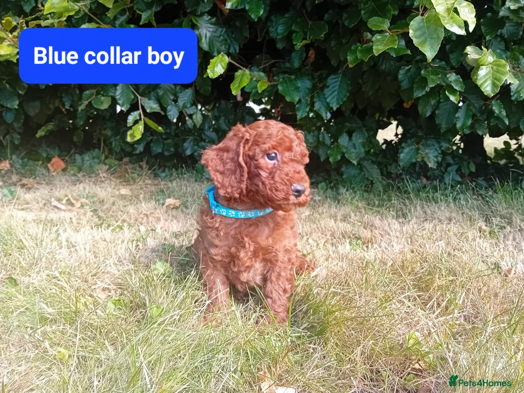 Cockapoo dogs for sale: Amazing F1b Cockapoos - Image 2