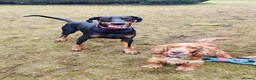 Dobermann dogs for sale: Stunning male dobermann  - Advert 4