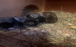 Lionhead rabbits for sale: Bouncing bunnies  - Advert 3