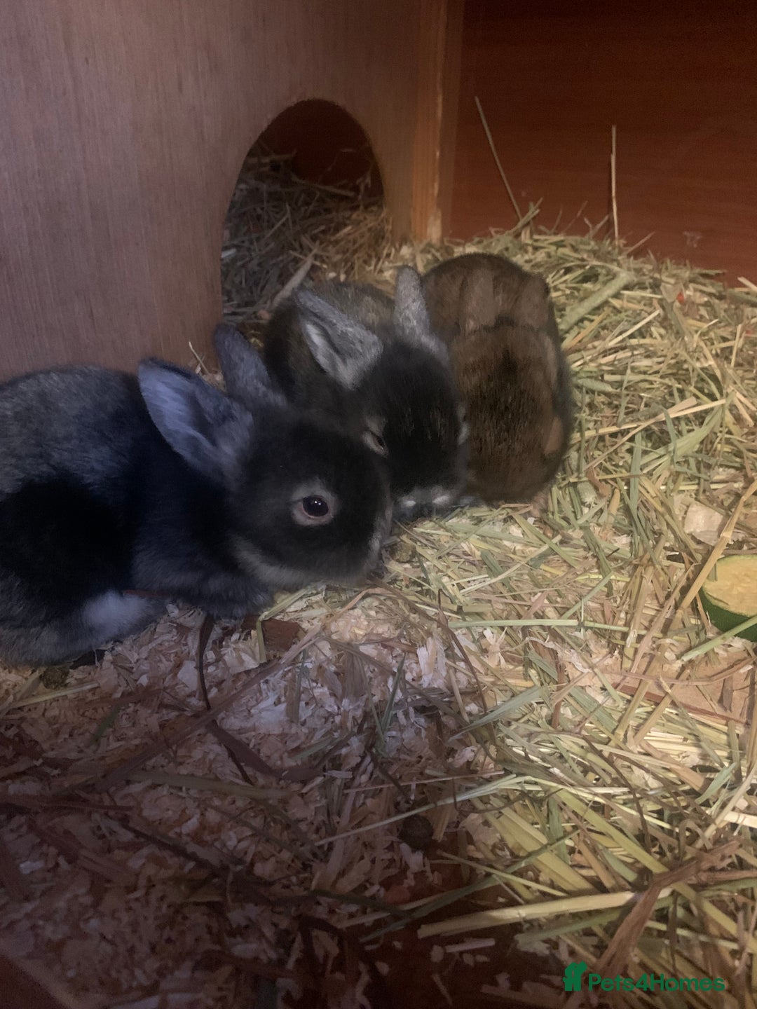 Lionhead rabbits for sale: Bouncing bunnies  - Advert 3