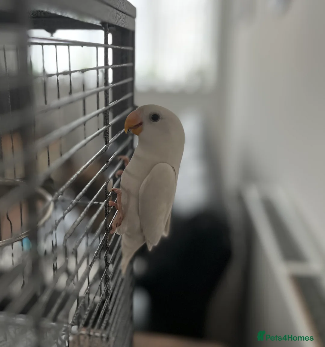 Lovebirds birds for sale: Hand reared love bird  - Advert 7