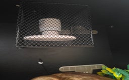 Python Snake reptiles for sale: Ball python plus 1 month old vaverium - Image 2