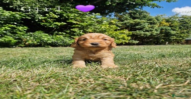 Cockapoo dogs - Advert 13