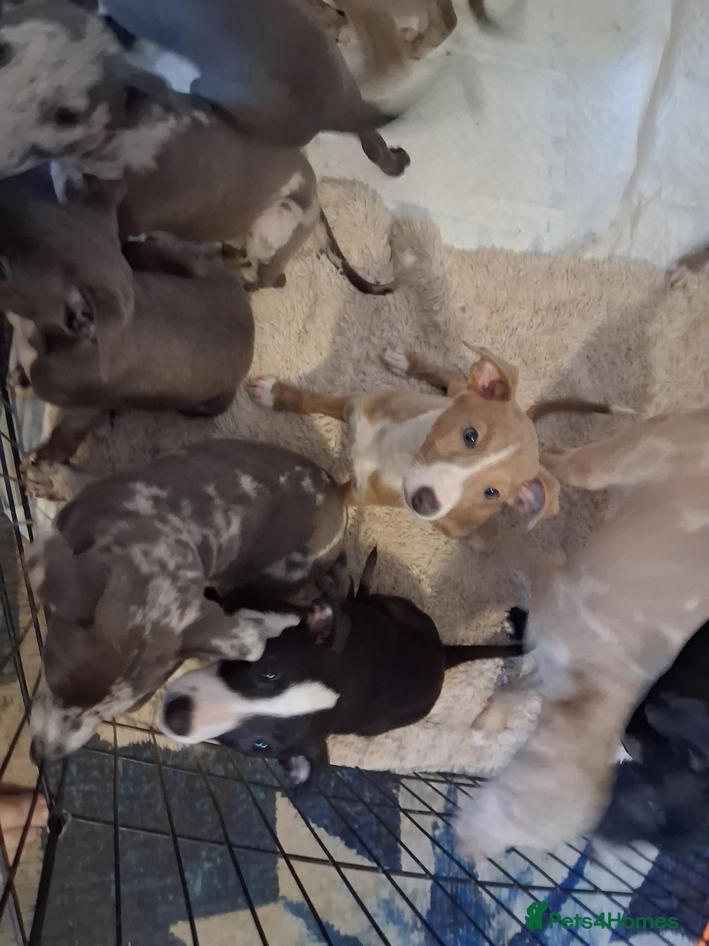 Italian Greyhound dogs Italian greyhound x whippet - Advert 14