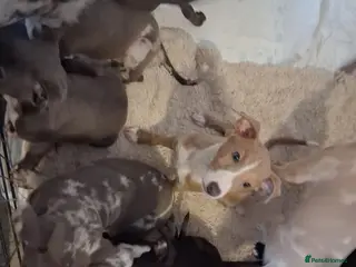Italian Greyhound dogs Italian greyhound x whippet - Advert 14