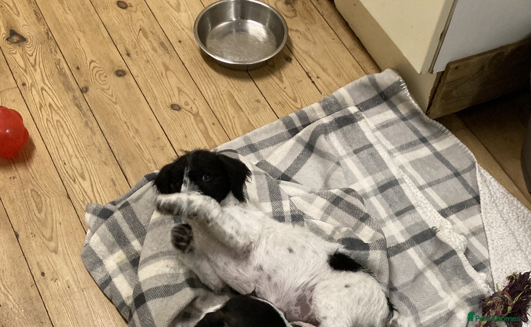 Jackapoo dogs for sale: @@GORGEOUS JACKAPOO PUPPIES@@ - Advert 6