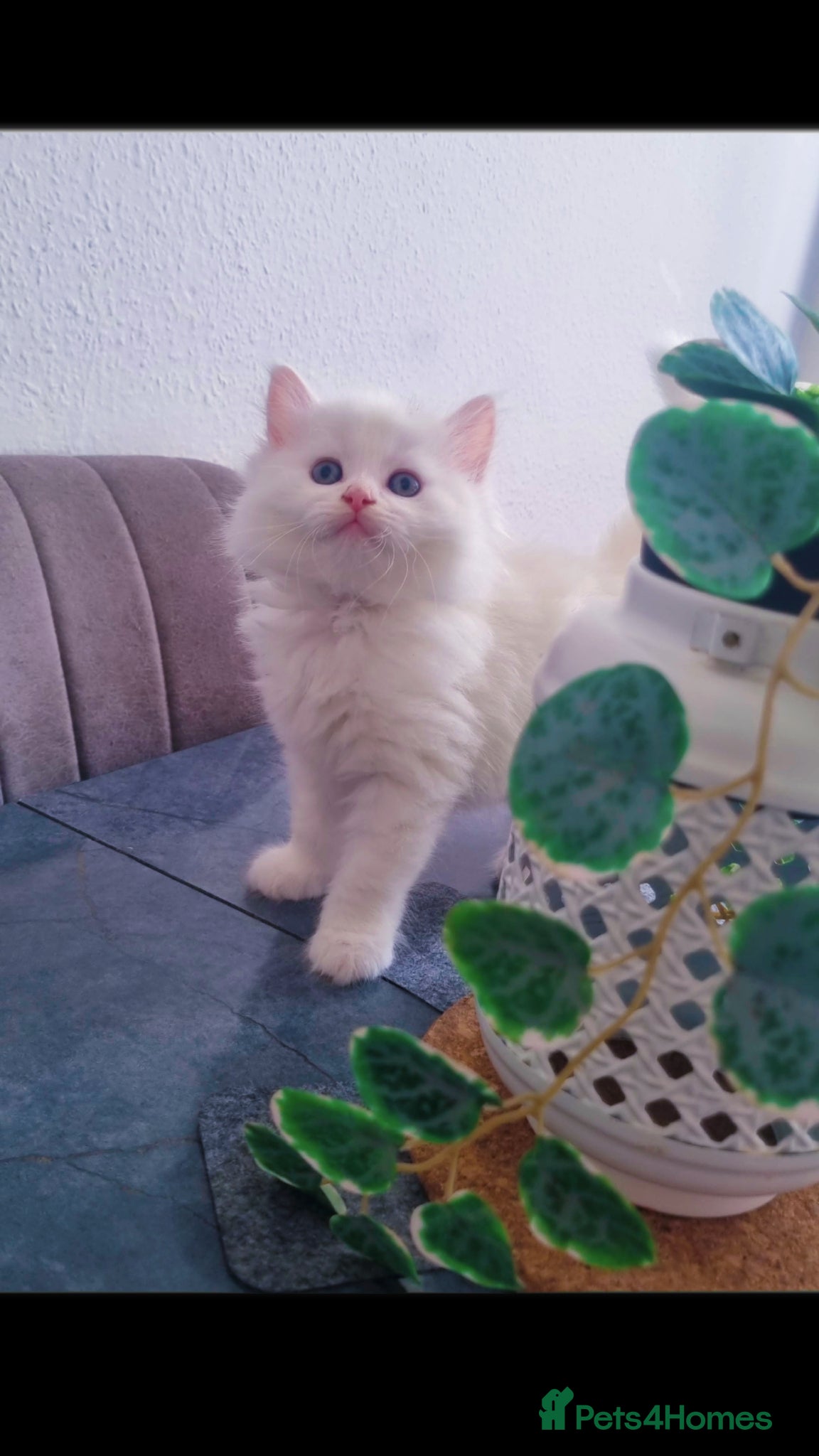 British Longhair cats Kitten&British long hair and persian - Advert 9
