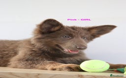 German Shepherd dogs for sale: German Shepherd puppies - Image 6