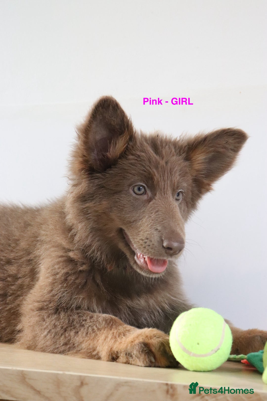 German Shepherd dogs for sale: German Shepherd puppies - Image 6