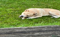 Huskita dogs for sale: Ad for joint owner. No £75 cost. Live local to FK  - Image 5