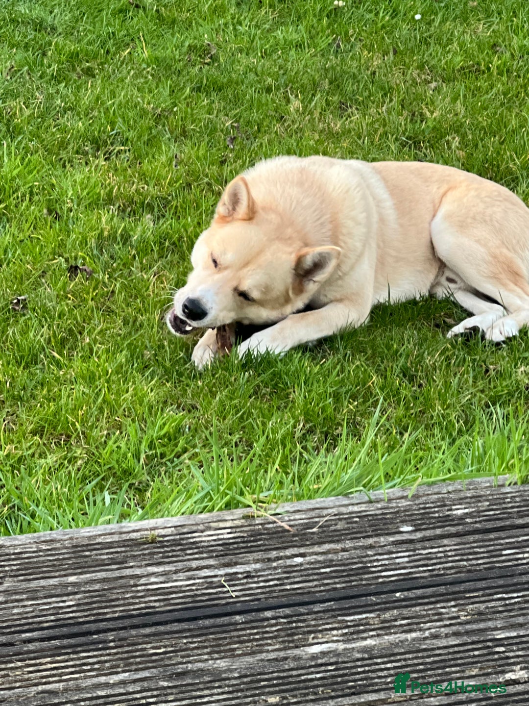 Huskita dogs for sale: Ad for joint owner. No £75 cost. Live local to FK  - Image 5
