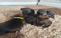 Border Terrier dogs for sale: Border terrier pups - Image 9