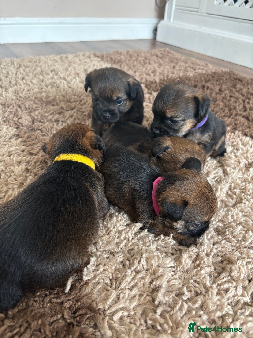 Border Terrier dogs for sale: Border terrier pups - Image 9