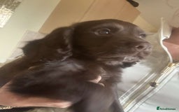 Cocker Spaniel dogs for sale: Cocker spaniel - Image 4