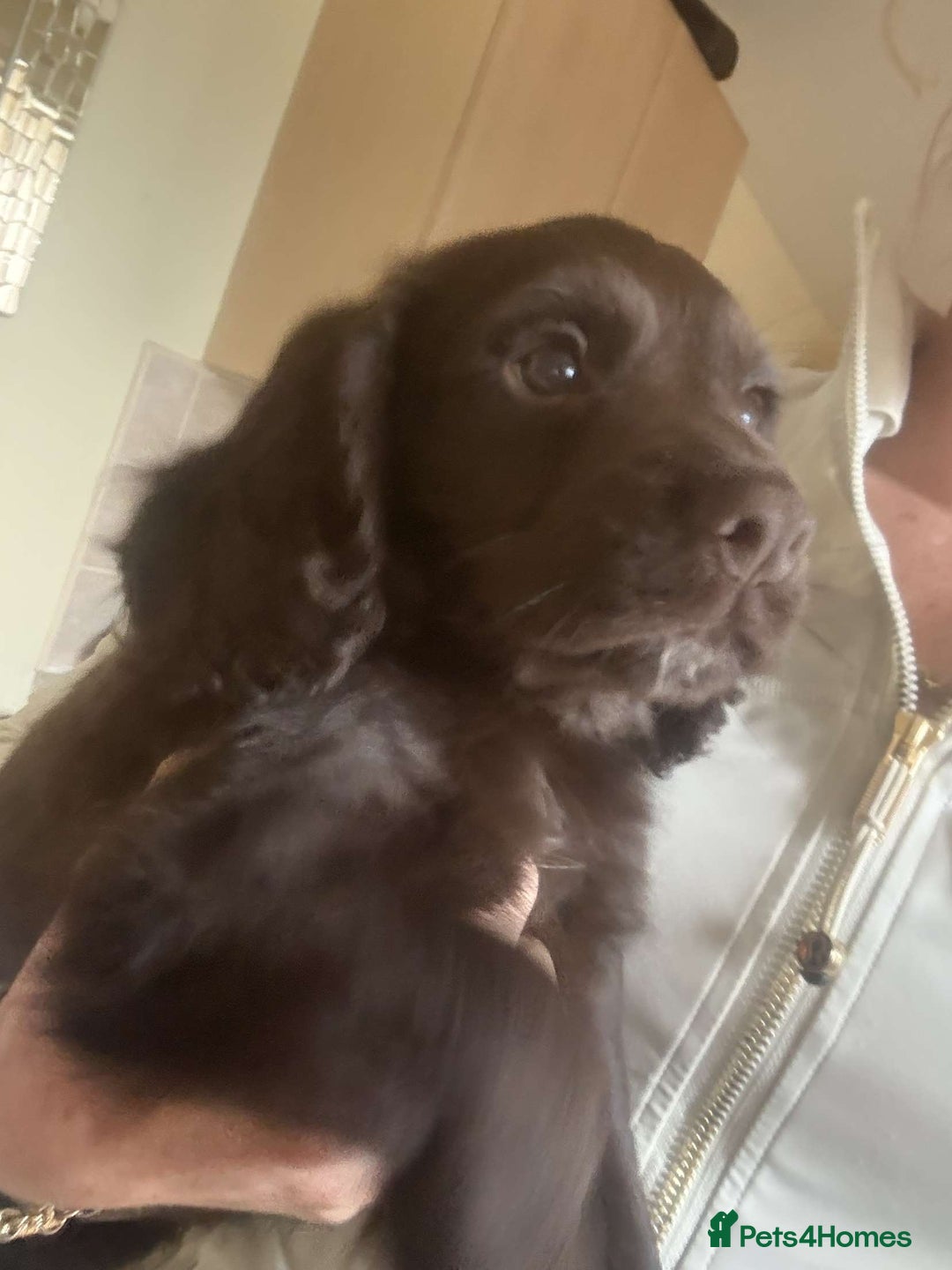 Cocker Spaniel dogs for sale: Cocker spaniel - Image 4