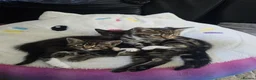 Bengal cats for sale: Bengal X adorable kittens  - Advert 1