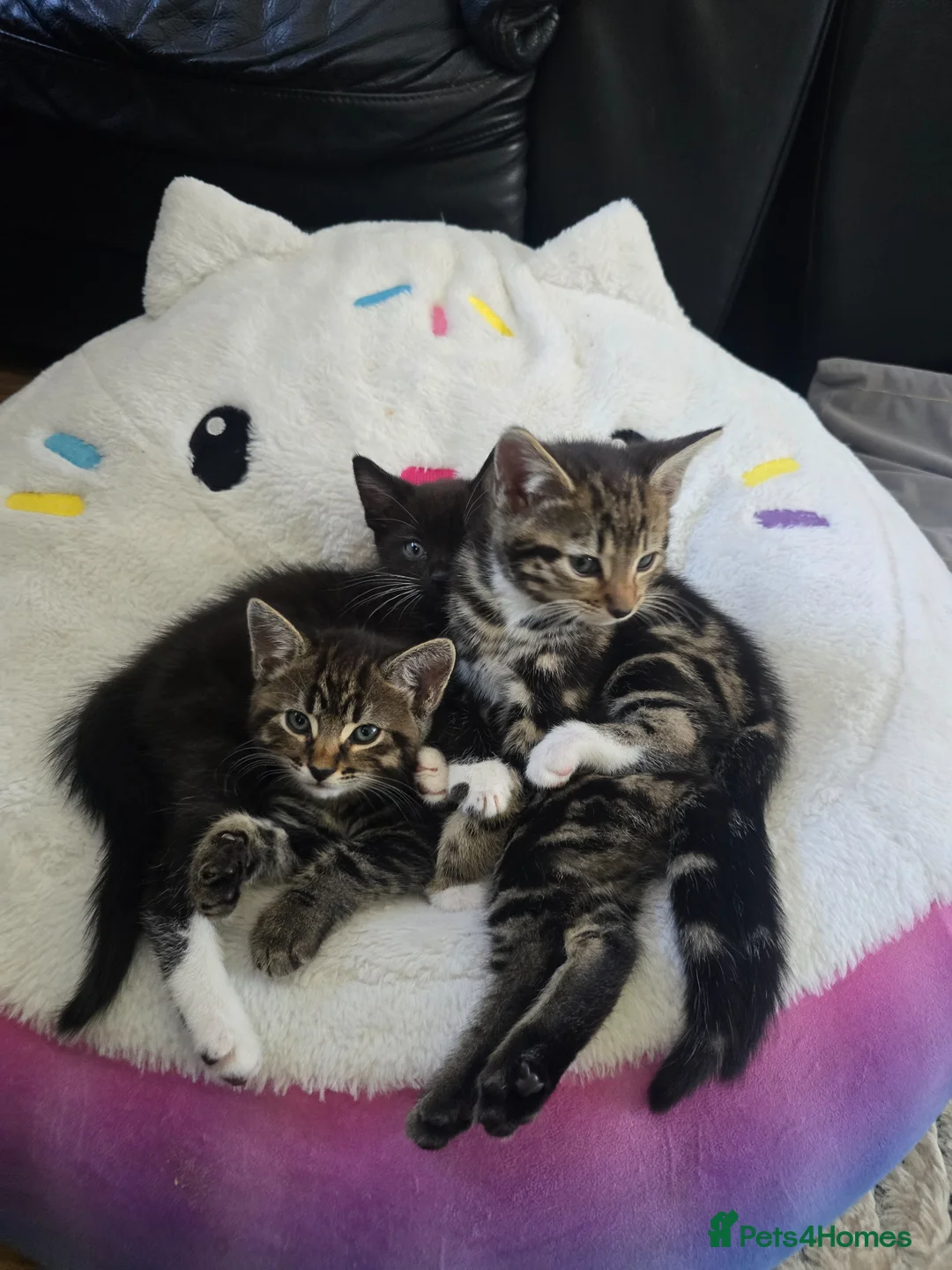 Bengal cats for sale: Bengal X adorable kittens  - Advert 1
