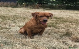 Labrador Retriever dogs for stud: Fox Red Labrador For Stud in Ashford - Image 2