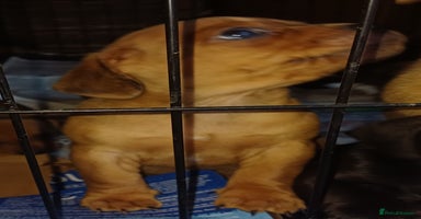 Mixed Breed dogs - Advert 7