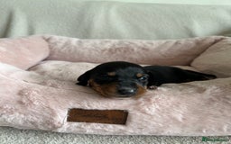 Dachshund dogs for sale: Beautiful Dachshund  - Image 7