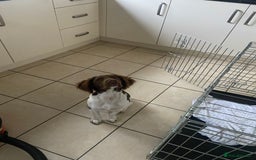 English Springer Spaniel dogs for sale: Springer spaniel  - Image 2