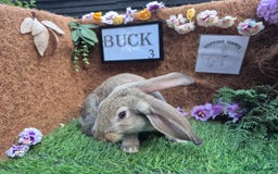 Continental Giant rabbits for sale: Pure Continental Giant Vaccinated  - Image 6