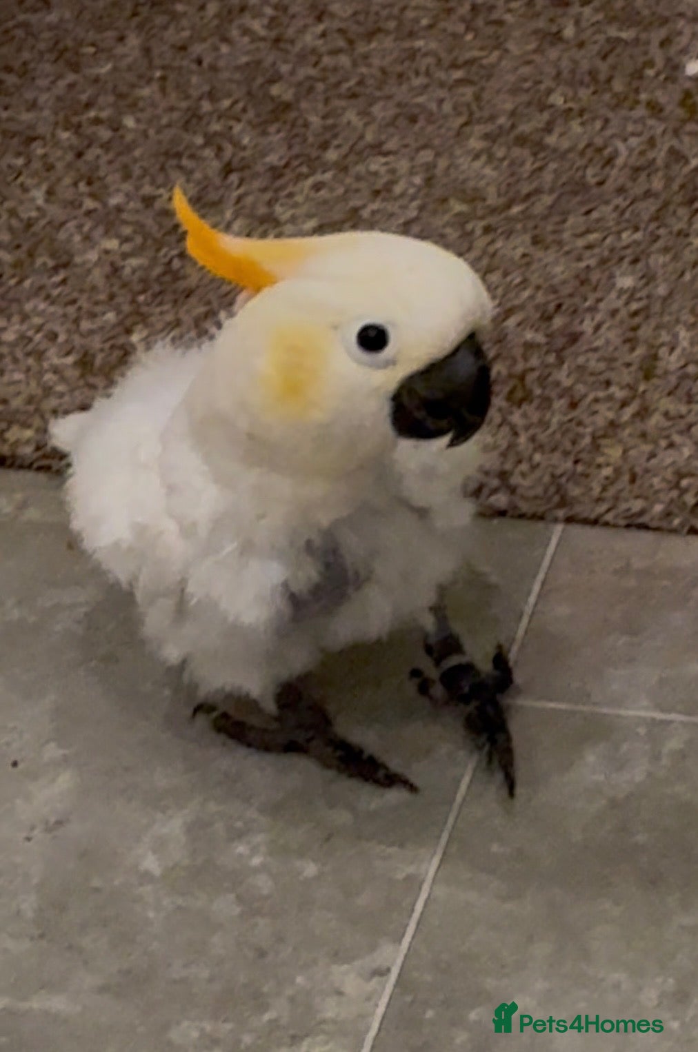 Cockatoo birds for sale: Sulphur Cockatoo - Advert 1