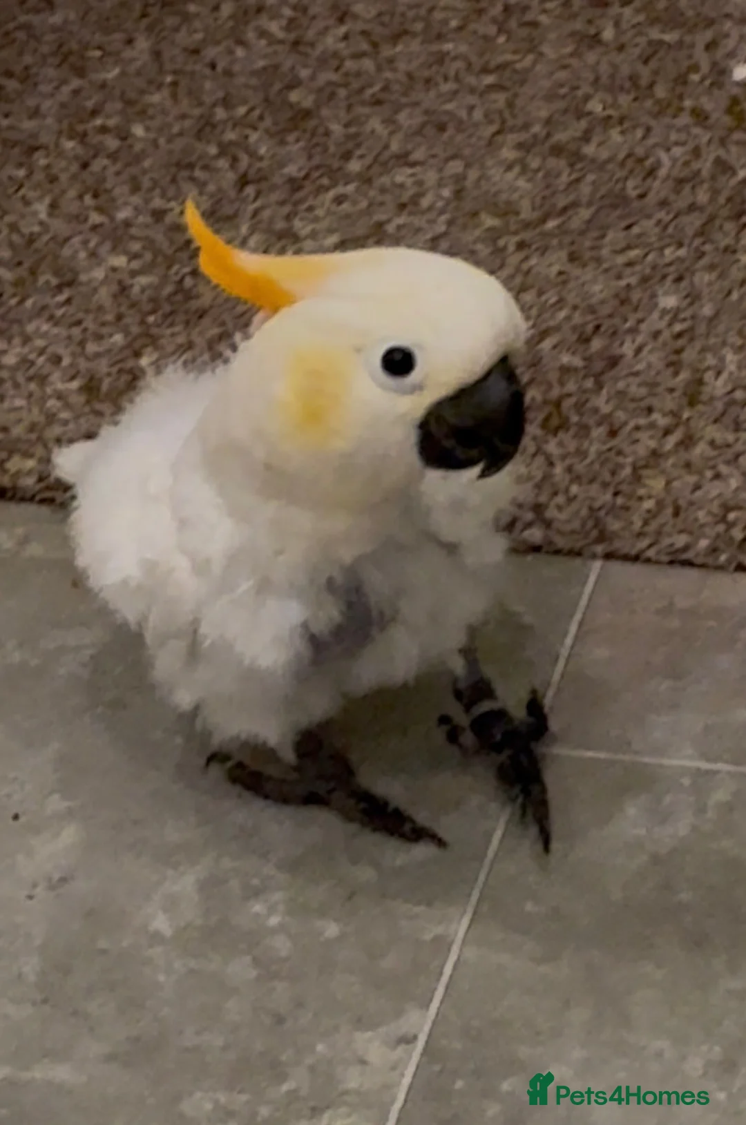Cockatoo birds for sale: Sulphur Cockatoo in Sheffield - Advert 1