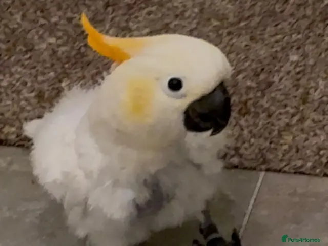 Cockatoo birds for sale: Sulphur Cockatoo - Advert 1