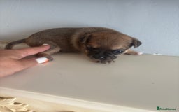 Mixed Breed dogs for sale: French billhuahua - Image 27