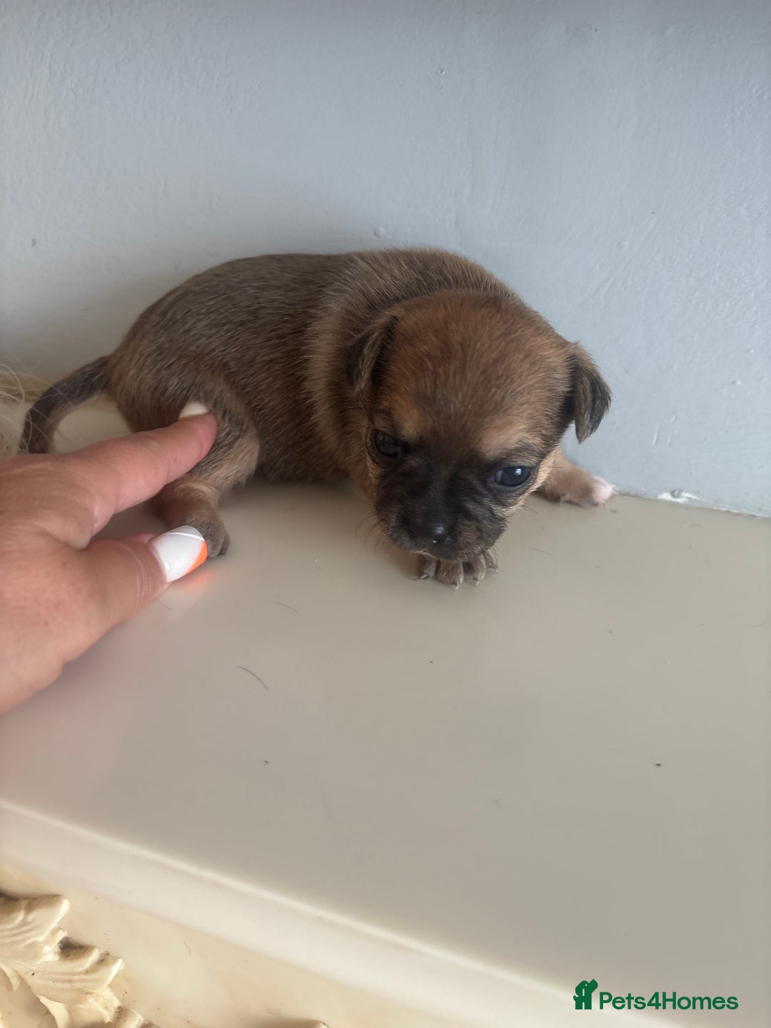 Mixed Breed dogs for sale: French billhuahua - Image 27
