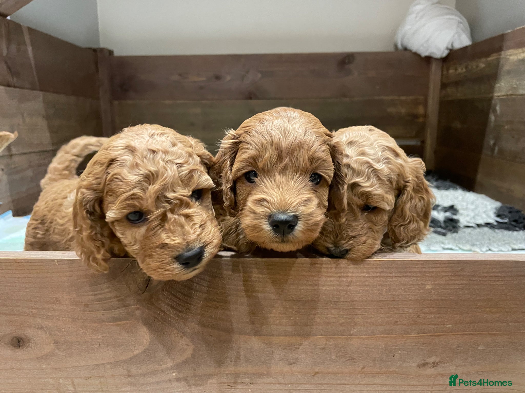 Cockapoo dogs Cockapoo puppies - Advert 1
