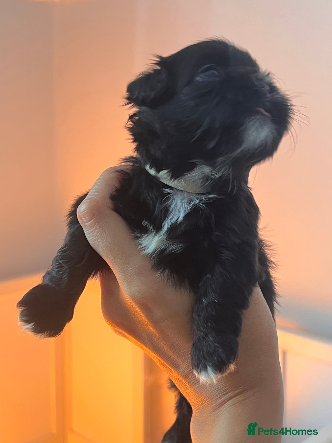Shih Tzu dogs for sale: Shihtzu puppies - Image 4